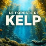 le foreste di kelp