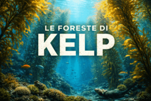 le foreste di kelp